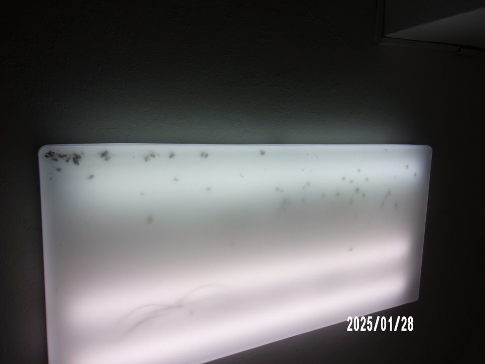 Uhynutý hmyz v ochrannom kryte svetla