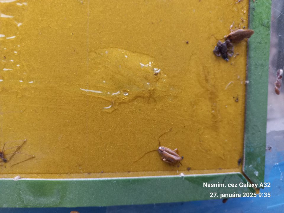 - v skladovom priestore na lepovej  nástrahe bol zistený výskyt mŕtvych  jedincov „Rusa domového“ pri mraziacom zariadení