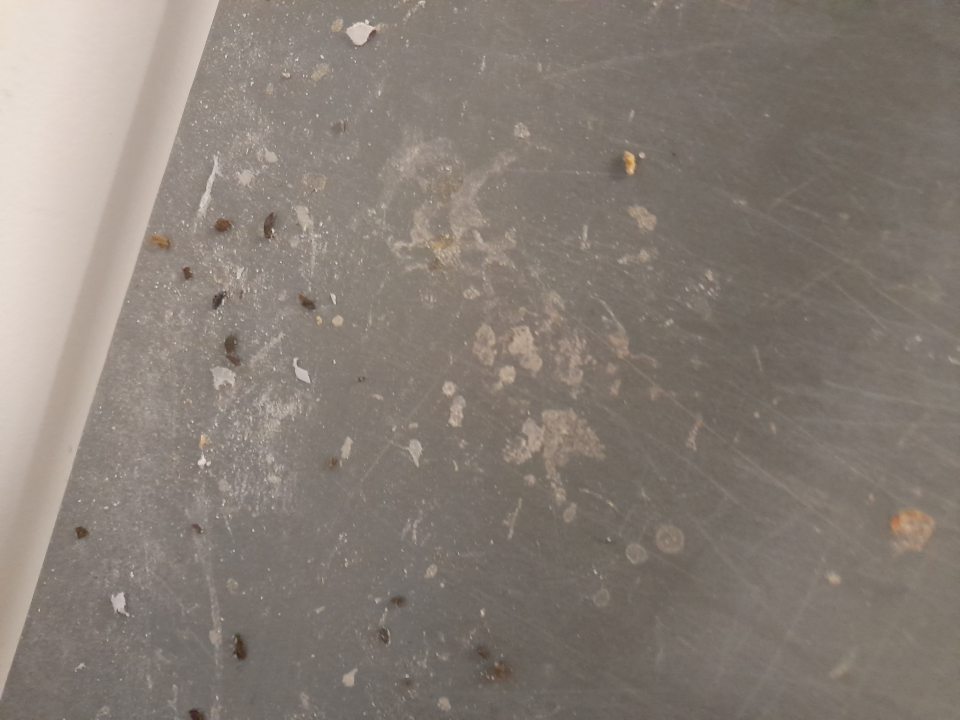 Prítomnosť výskytu hlodavcov.