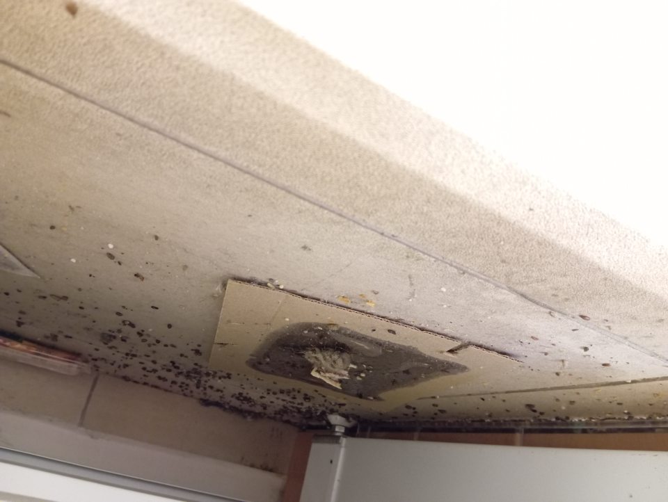 Záchyt uhynutých hlodavcov v prevádzkarni.