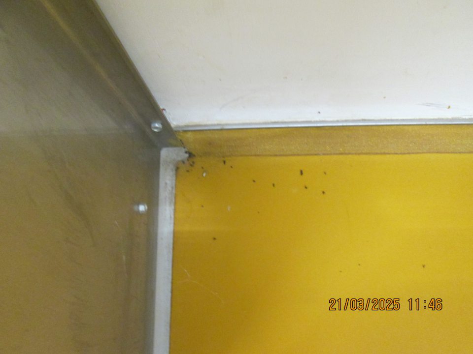 Výskyt mŕtveho hmyzu, mušiek na viacerých miestach vo výrobnej časti prevádzky v celkovom množstve cca 90 ks.