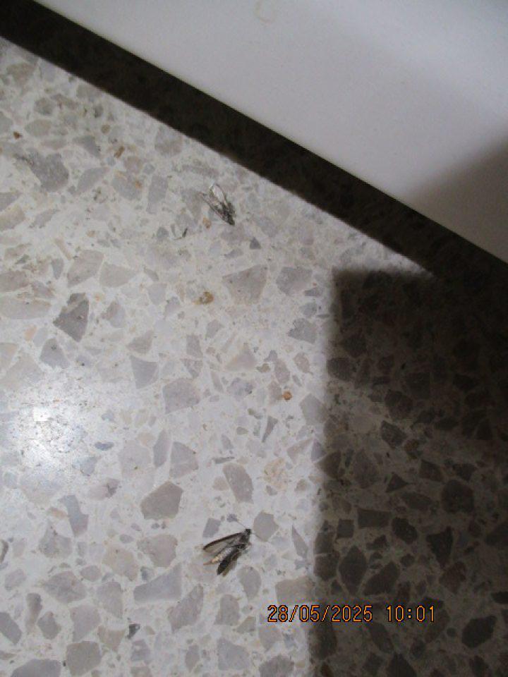 Výskyt živých a mŕtvych škodcov molí pod paletami s uloženou múkou v predajnej časti prevádzky.