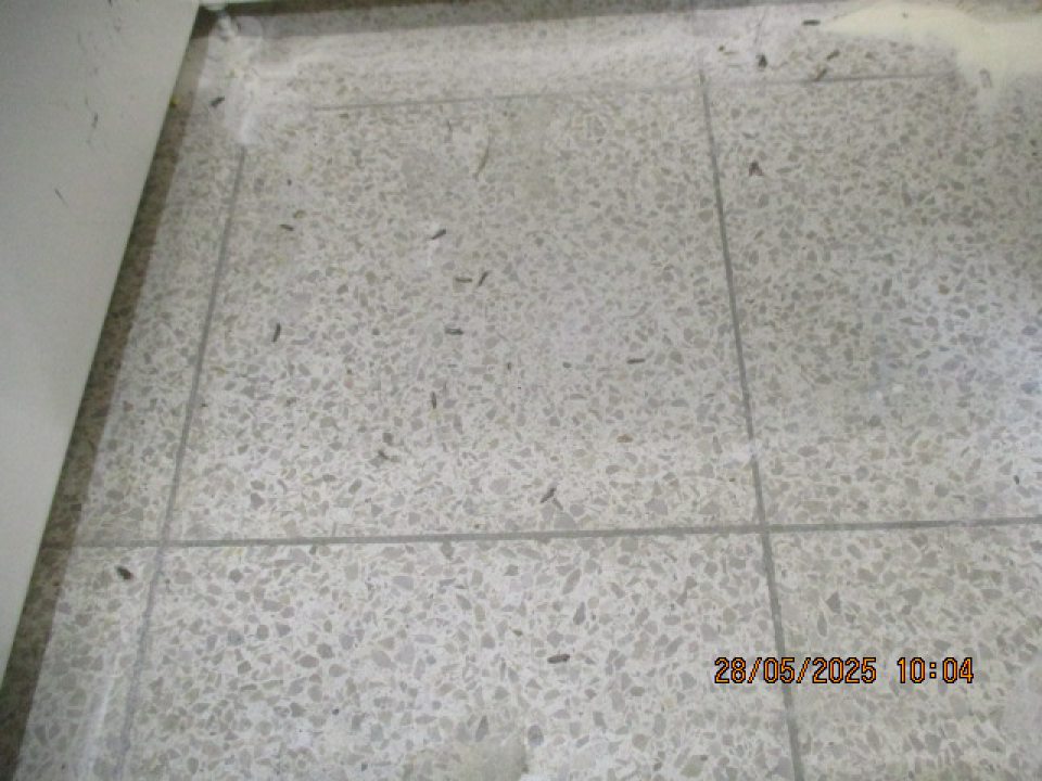 Výskyt živých a mŕtvych škodcov molí pod paletami s uloženou múkou v predajnej časti prevádzky.