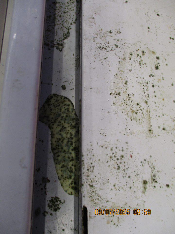 Na predajnej ploche: - V dvoch chladiacich vitrínach s uloženým zľavnenými potravinami, mliekom a mliečnymi výrobkami, zistený výskyt plesne na policiach zariadenia a vytečený obsah neznámej zaplesnenej tekutiny na viacerých miestach pod mriežkou zariadenia. 