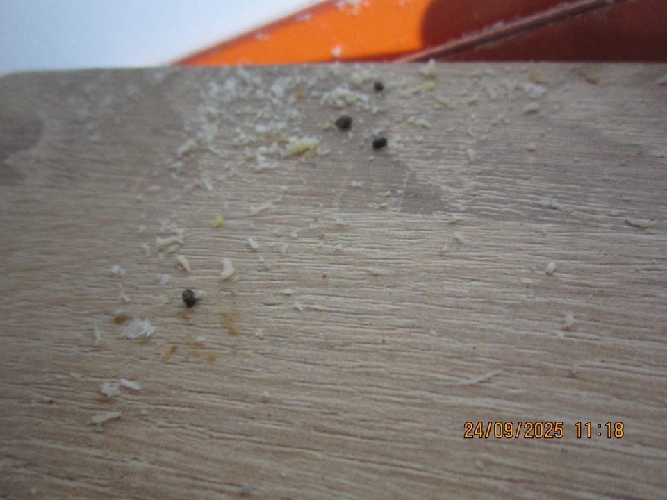 V úseku dopekania pekárenských výrobkov z hlbokozmrazených pekárenských polotovarov v skrinke vľavo (od pece slúžiacej na dopek) s uloženými obalovým materiálom zistený výskyt trusu malých hlodavcov v časti s uloženým obalovým materiálom (priamo na obalovom materiály v množstve cca 4 ks) a za obalovým materiálom v zadnej časti pri stene uvedenej skrinky v množstve cca 14 ks. Pod uvedenou skrinkou sa nachádzala deratizačná stanička, pričom bola vykonaná kontrola uvedenej staničky, kde bol zistený výskyt 2 ks uhynutých myší.