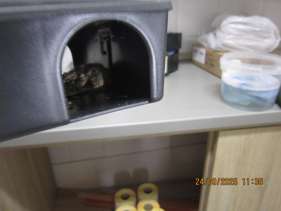 V úseku dopekania pekárenských výrobkov z hlbokozmrazených pekárenských polotovarov v skrinke vľavo (od pece slúžiacej na dopek) s uloženými obalovým materiálom zistený výskyt trusu malých hlodavcov v časti s uloženým obalovým materiálom (priamo na obalovom materiály v množstve cca 4 ks) a za obalovým materiálom v zadnej časti pri stene uvedenej skrinky v množstve cca 14 ks. Pod uvedenou skrinkou sa nachádzala deratizačná stanička, pričom bola vykonaná kontrola uvedenej staničky, kde bol zistený výskyt 2 ks uhynutých myší.