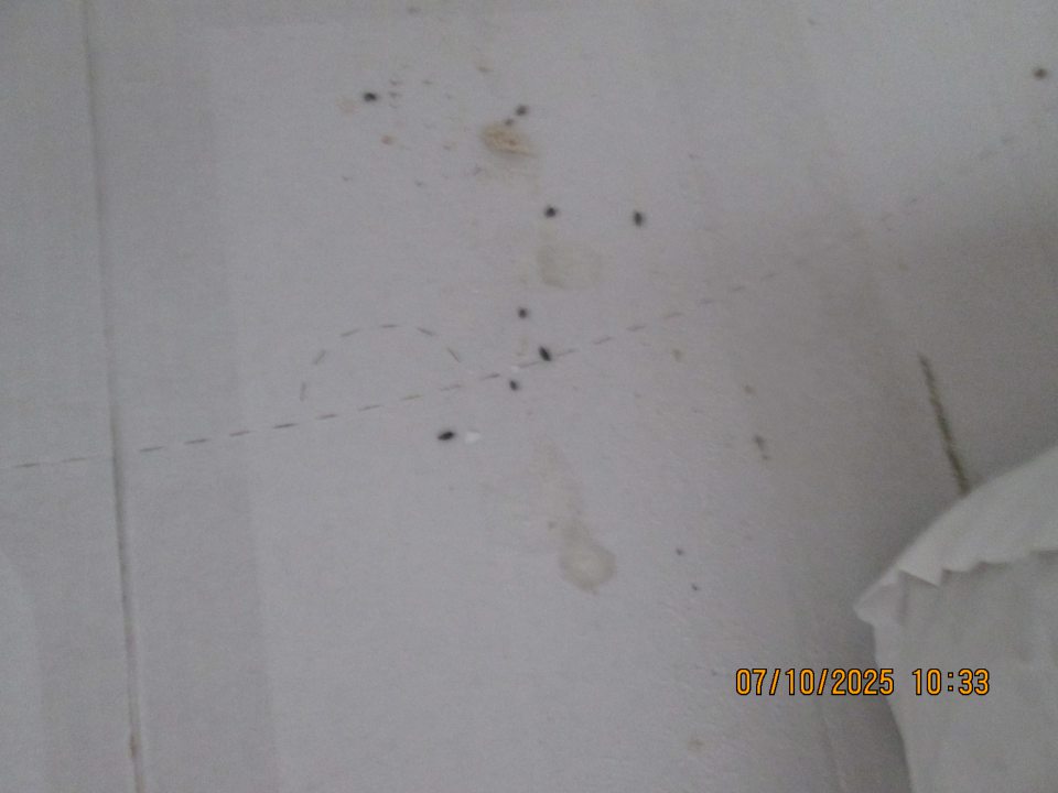 výskyt mŕtveho hlodavca (myš) a trusu hlodavcov (myší) vo výrobných priestoroch