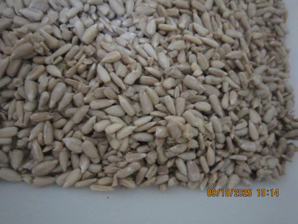 uchý sklad surovín: -v čase úradnej kontroly v plastovej uzatvárateľnej nádobe, v ktorej bola uložená surovina slnečnica zistený výskyt jedného kusu živého škodcu - mole múčnej na vnútornej pravej stene plastovej nádoby, taktiež bol zistený zhluk ( zámotkov ) na viacerých miestach v nádobe s uskladnenou surovinou v čase úradnej kontroly v tom istom sklade surovín v blízkosti uloženej suroviny slnečnica bol zistený výskyt živých lezúcich lariev ( vývojové štádium mole múčnej) - na stene pod úložným regálom so surovinami používanými vo výrobnom procese v množstve 3 ks, nad regálom na stene vpravo 2 ks, nad vstupnými dverami do skladu surovín z výrobnej miestnosti 1 ks, napravo od dverí 1 ks