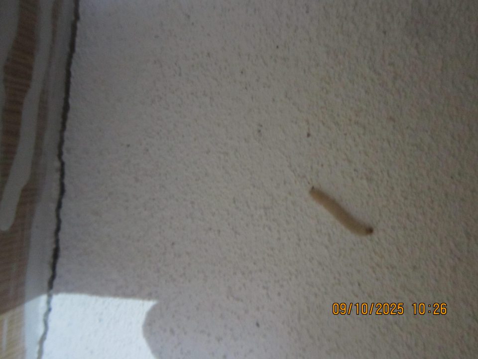 uchý sklad surovín: -v čase úradnej kontroly v plastovej uzatvárateľnej nádobe, v ktorej bola uložená surovina slnečnica zistený výskyt jedného kusu živého škodcu - mole múčnej na vnútornej pravej stene plastovej nádoby, taktiež bol zistený zhluk ( zámotkov ) na viacerých miestach v nádobe s uskladnenou surovinou v čase úradnej kontroly v tom istom sklade surovín v blízkosti uloženej suroviny slnečnica bol zistený výskyt živých lezúcich lariev ( vývojové štádium mole múčnej) - na stene pod úložným regálom so surovinami používanými vo výrobnom procese v množstve 3 ks, nad regálom na stene vpravo 2 ks, nad vstupnými dverami do skladu surovín z výrobnej miestnosti 1 ks, napravo od dverí 1 ks