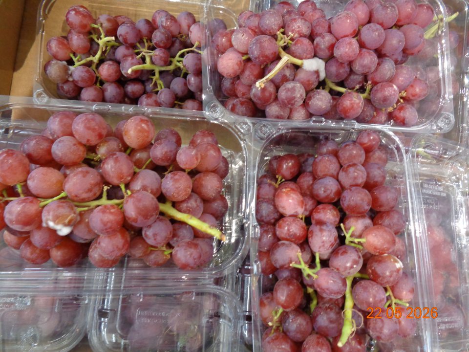Tmavé hrozno bezjadierkové 500g, odroda Black Monukka, krajina pôvodu Egypt, trieda kvality I - nevhodné na ľudskú spotrebu v celkovej hmotnosti 37,50 kg – výskyt plesne na jednotlivých bobuliach.