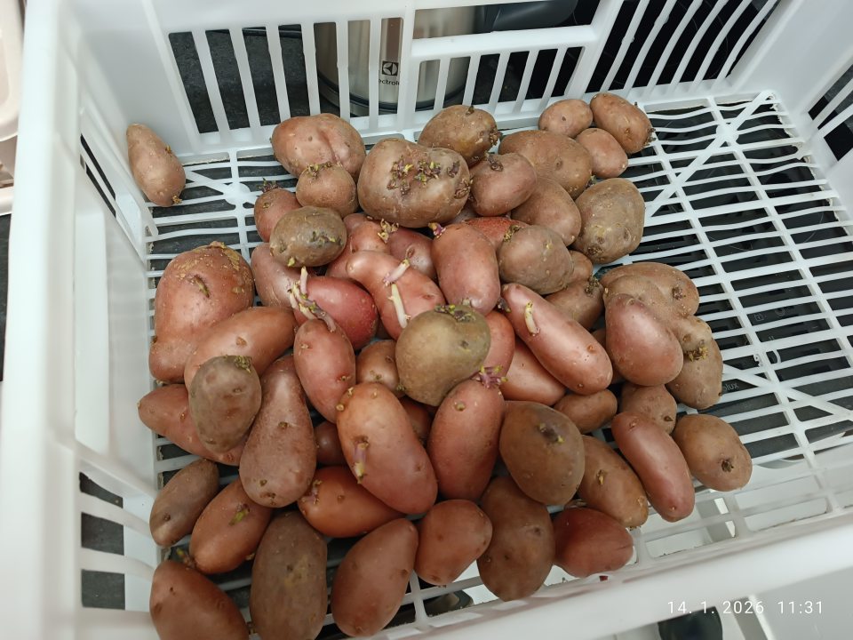 v ponuke predaja sa nachádzali zemiaky, ktoré neboli vhodné na ľudskú spotrebu. Na povrchu sa nachádzali klíčky, v balení sa nachádzalo 30 kusov hľúz na cca 20 kusoch sa nachádzali klíčky väčšie ako 3 mm, na niektorých dosahovali aj viac ako 1 cm