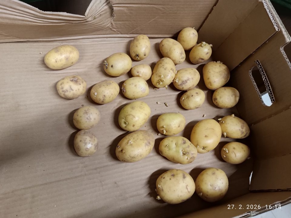 v ponuke predaja sa nachádzali zemiaky, ktorých hľuzy boli po celom povrchu až do nákroja pokryté zelenou šupkou a tiež naklíčené zemiaky