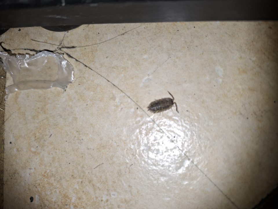 Lezúci hmyz v sklade. 