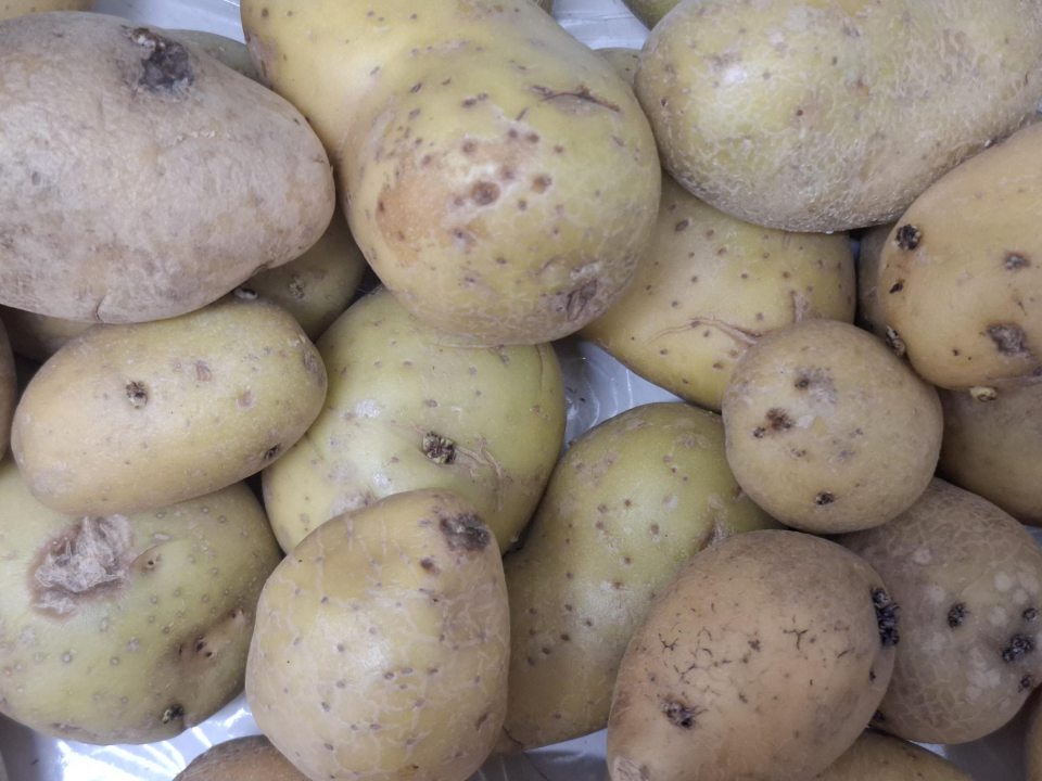 50% hľúz z veľkosti odobratej vzorky (6,1 kg), zelených a žltozelených (viac ako 1/8 povrchu), s výskytom poškodení zasahujúcimi do dužiny hľuzy.
