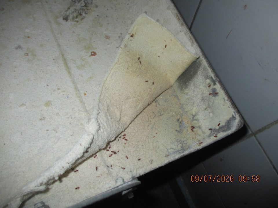 Zariadenie Rollfix malo vpravo ako súčasť prislúchajúcu k zariadeniu kovovú podložku vystlanú látkou s výskytom živých škodcov ( potemníkov ) v rôznych vývojových štádiách.