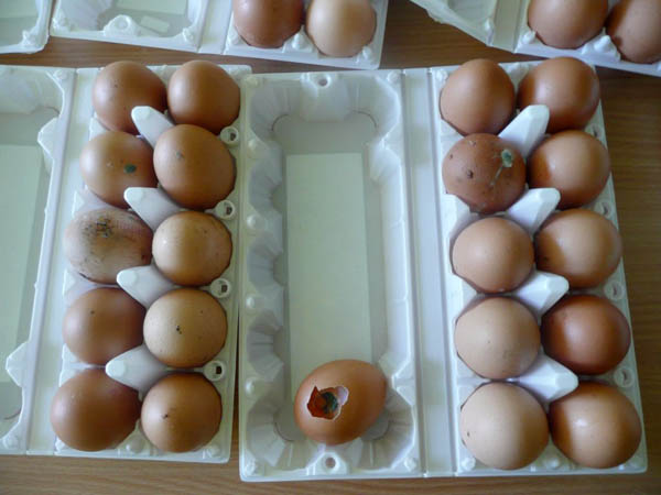 Plesnivé vajcia z Poľska